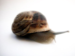 Schnecke